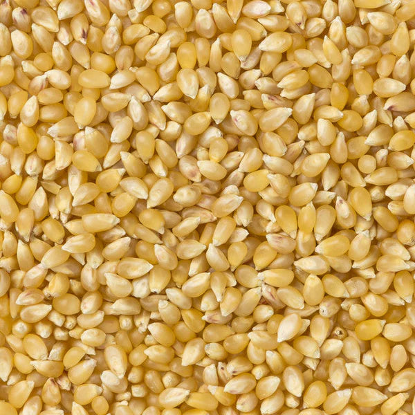 Baby White Popcorn (Extra Small & Tender)  14oz