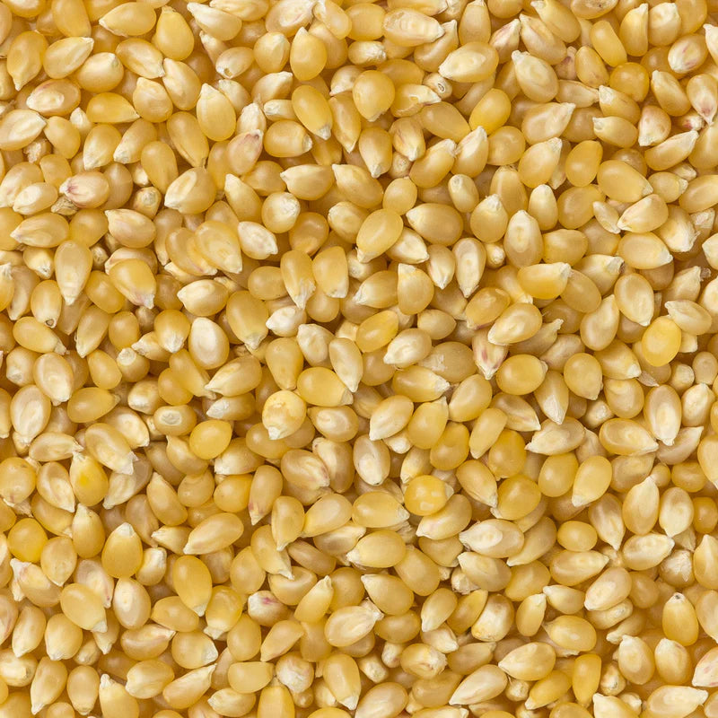 Medium White Hulless Popcorn  14oz